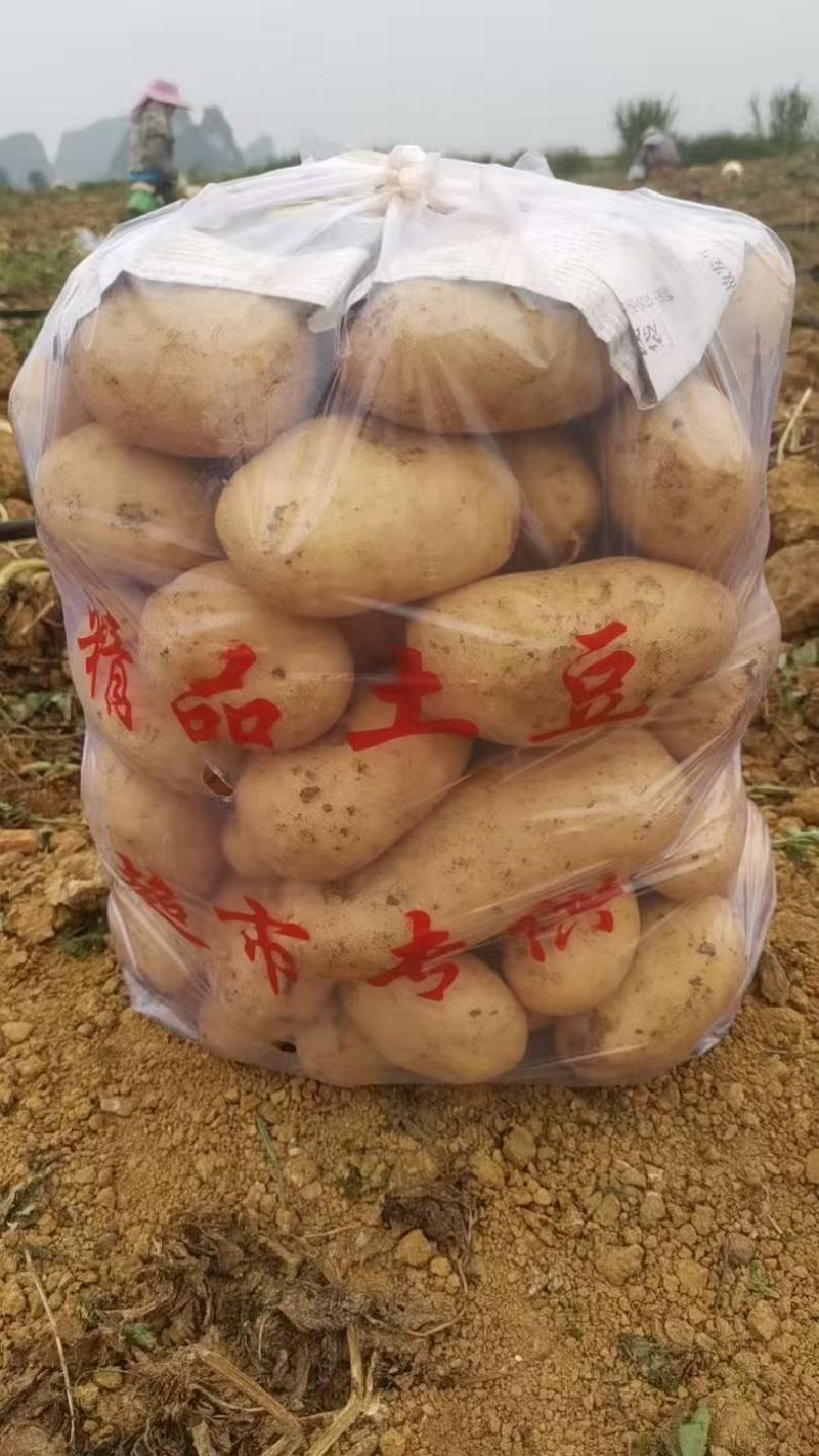湖北精品黄心土豆大量上市品质保证量大从优一手货源
