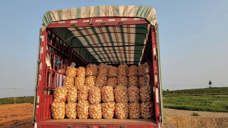 湖北精品黄心土豆大量上市品质保证量大从优一手货源