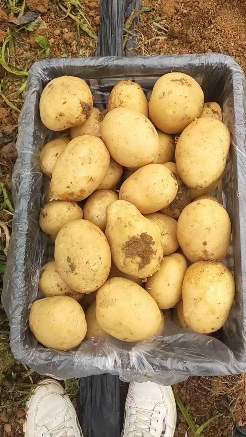 湖北精品黄心土豆大量上市品质保证量大从优一手货源
