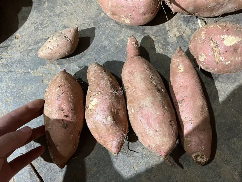 广东精品西瓜红红薯大量上市品质保证量大从优一手货源