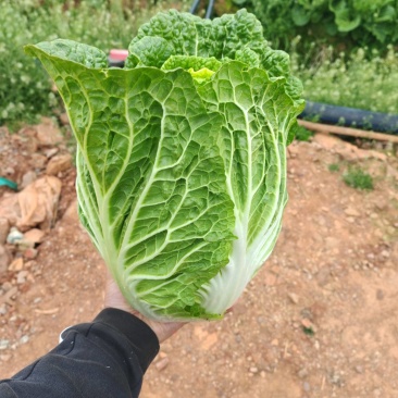 大白菜