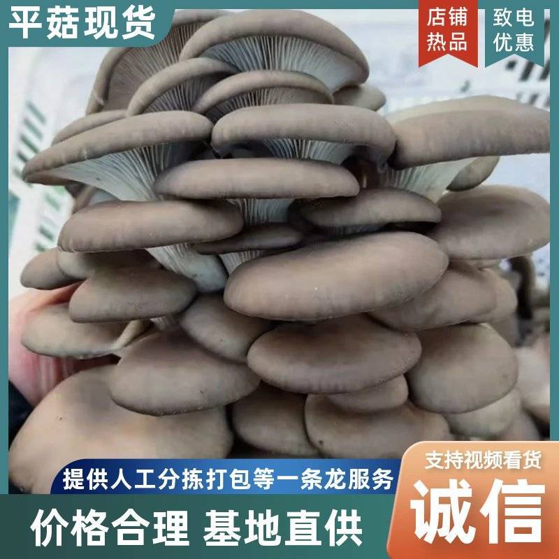 新鲜平菇产地直发肉厚质优量大价廉批发首选
