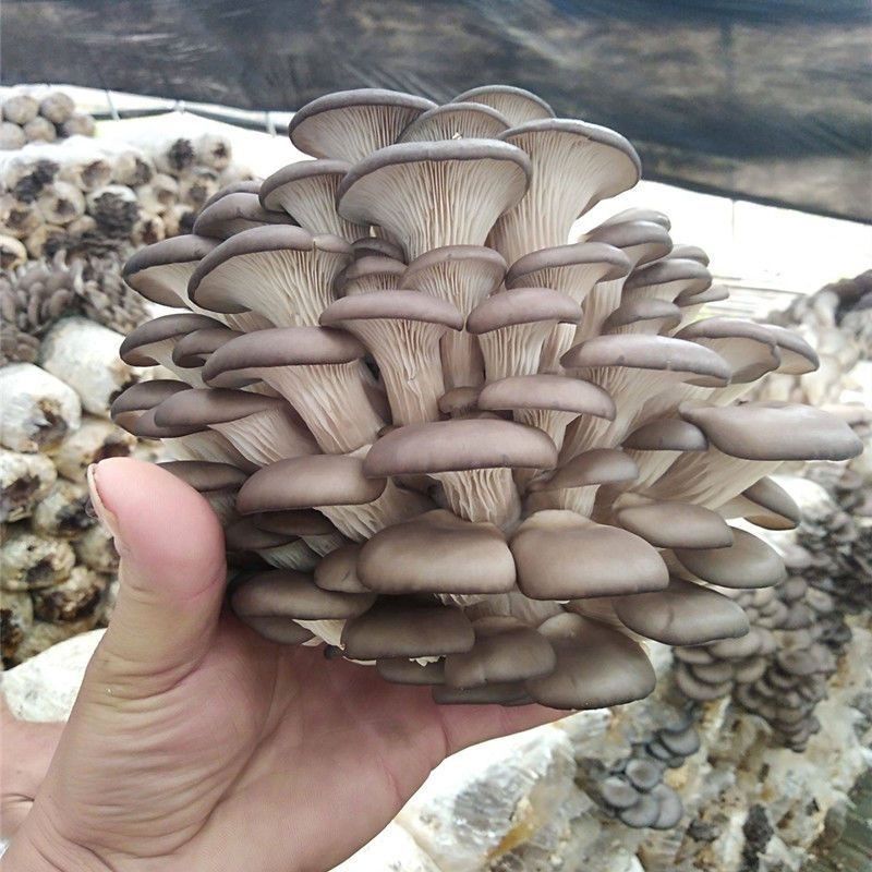 新鲜平菇产地直发肉厚质优量大价廉批发首选