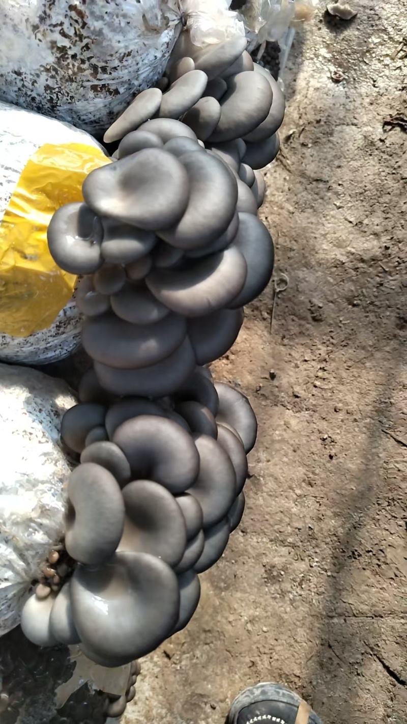 新鲜平菇产地直发肉厚质优量大价廉批发首选