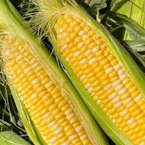 广东精品太阳花甜玉米大量上市，货源充足保质保量！