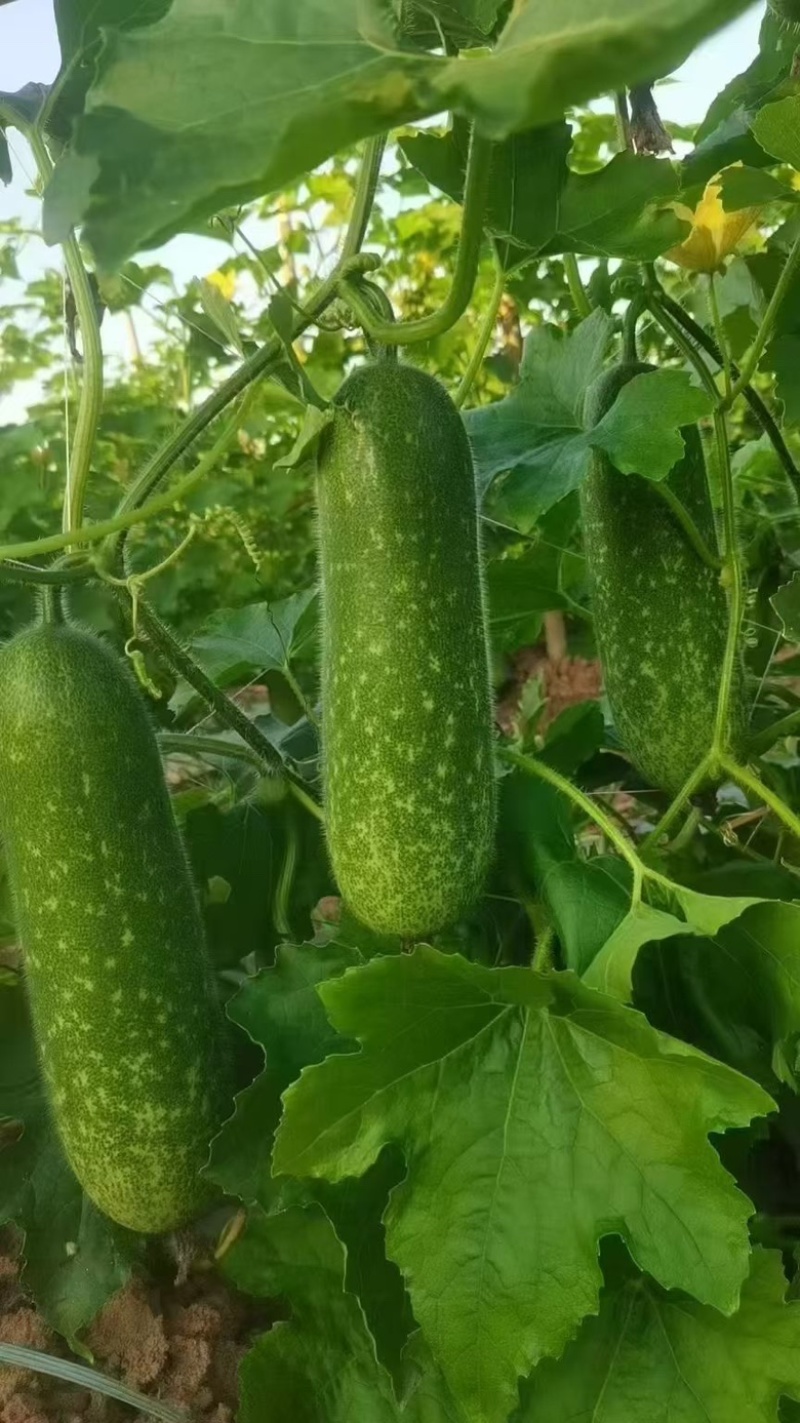 青皮毛节瓜，吊瓜，地瓜都有，大量上市