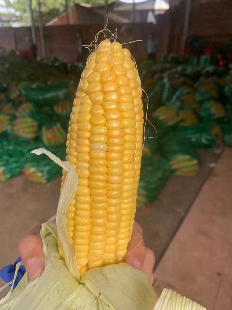 广东精品太阳花甜玉米大量上市，货源充足保质保量！