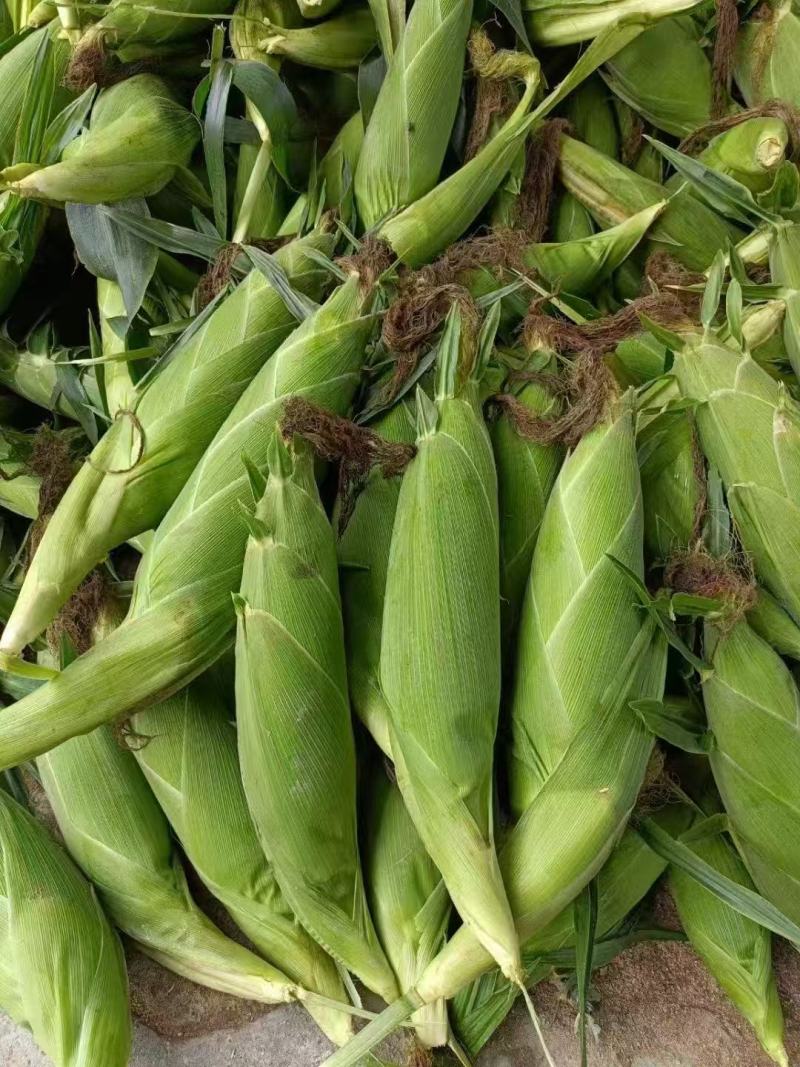 广东精品太阳花甜玉米大量上市，货源充足保质保量！