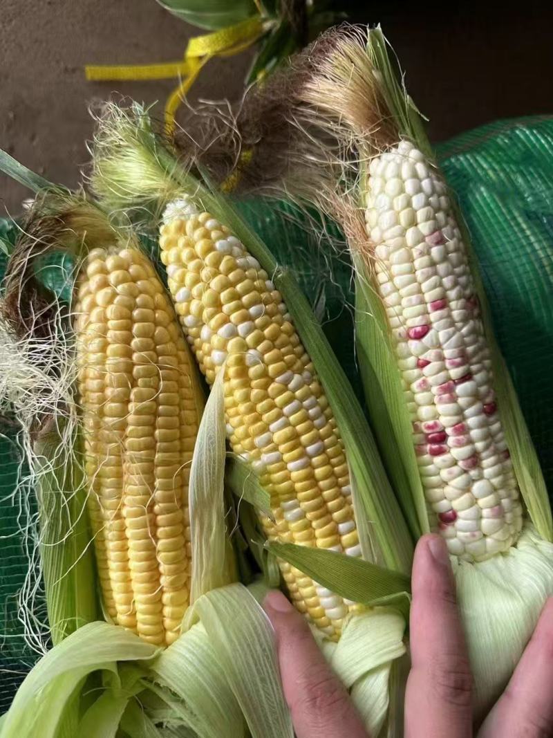 广东精品太阳花甜玉米大量上市，货源充足保质保量！
