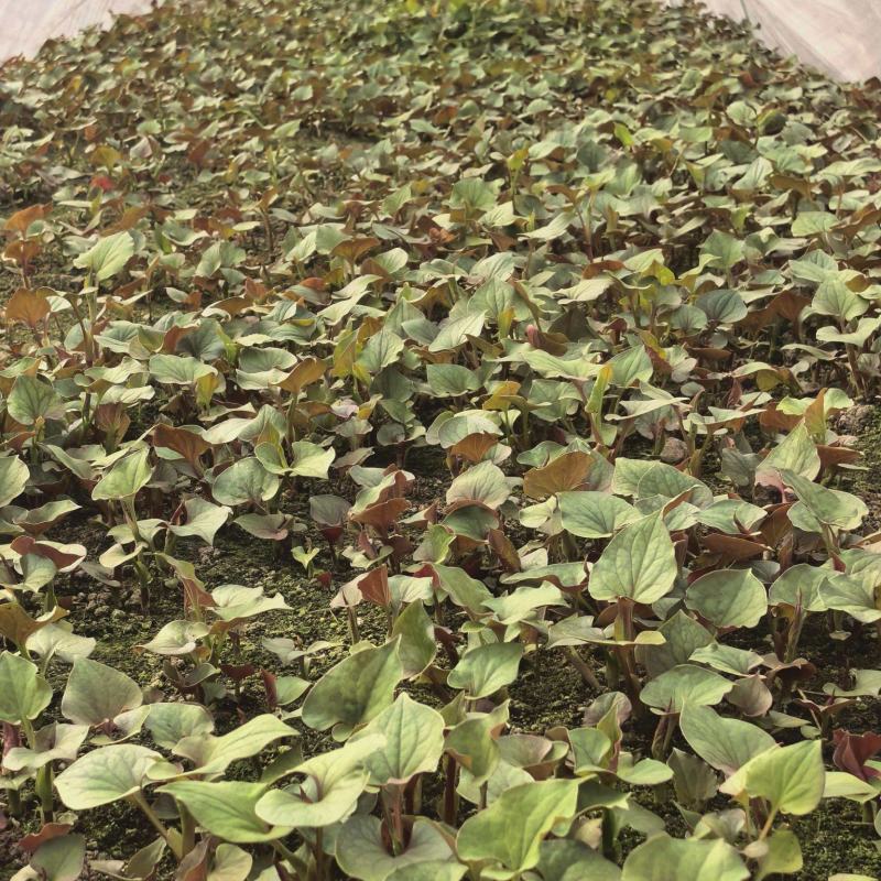 鱼腥草(折耳根)可根可叶可嫩芽
