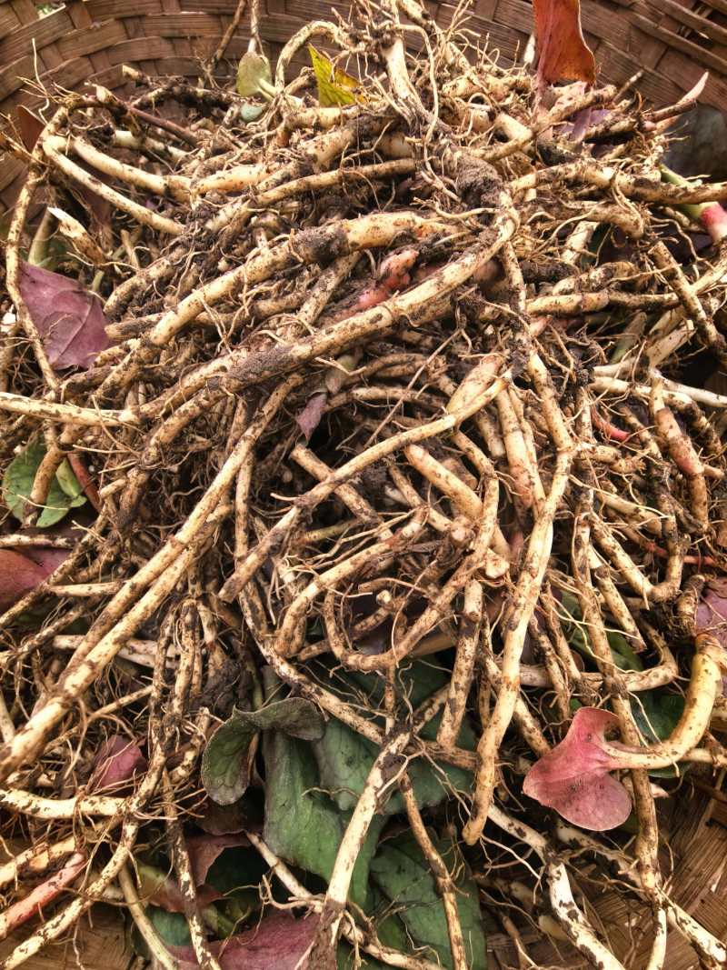 鱼腥草(折耳根)可根可叶可嫩芽