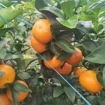 广西沃柑大量接单产地直发量大从优价格美丽欢迎来电