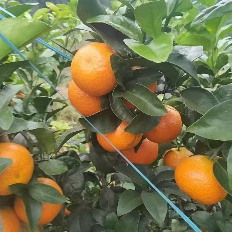 广西沃柑大量接单产地直发量大从优价格美丽欢迎来电