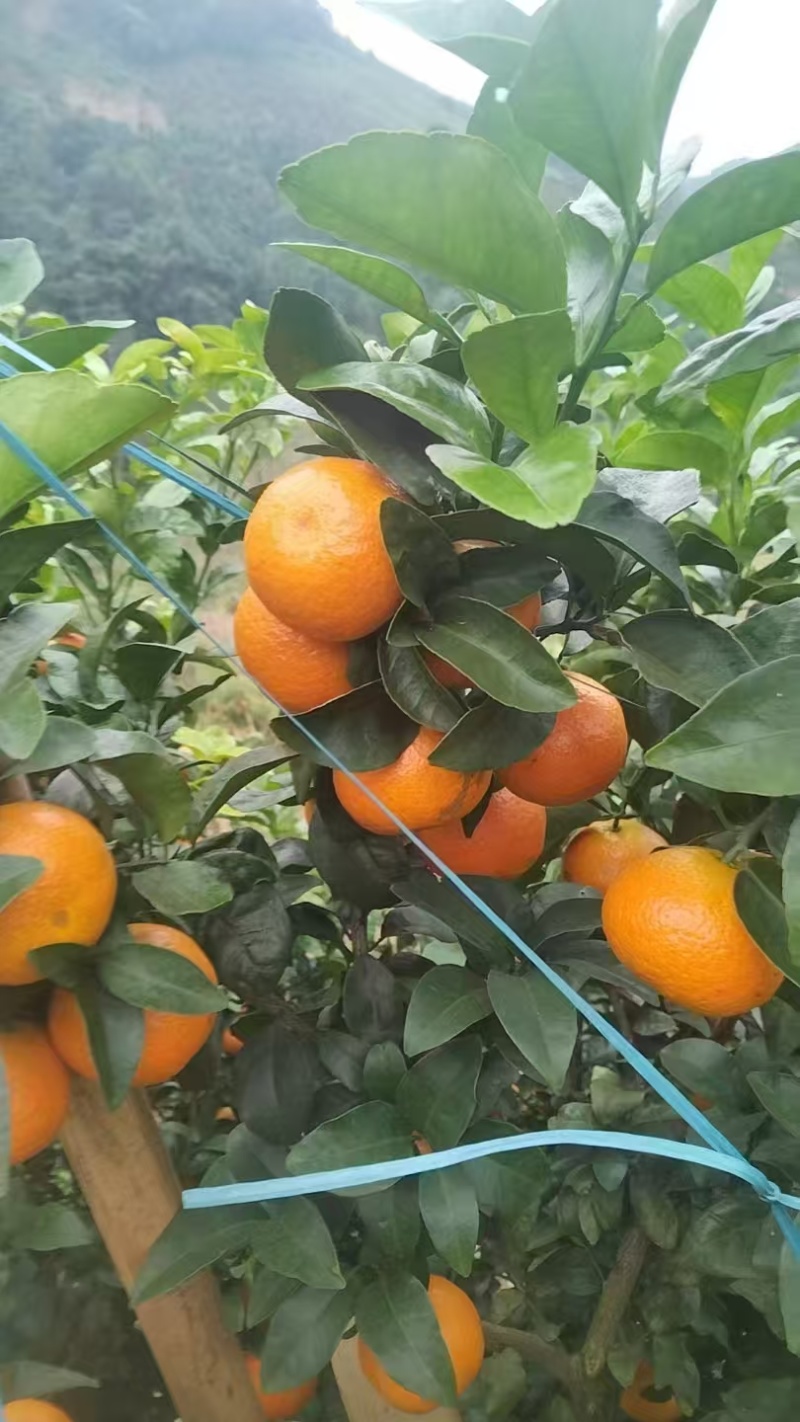 广西沃柑大量接单产地直发量大从优价格美丽欢迎来电