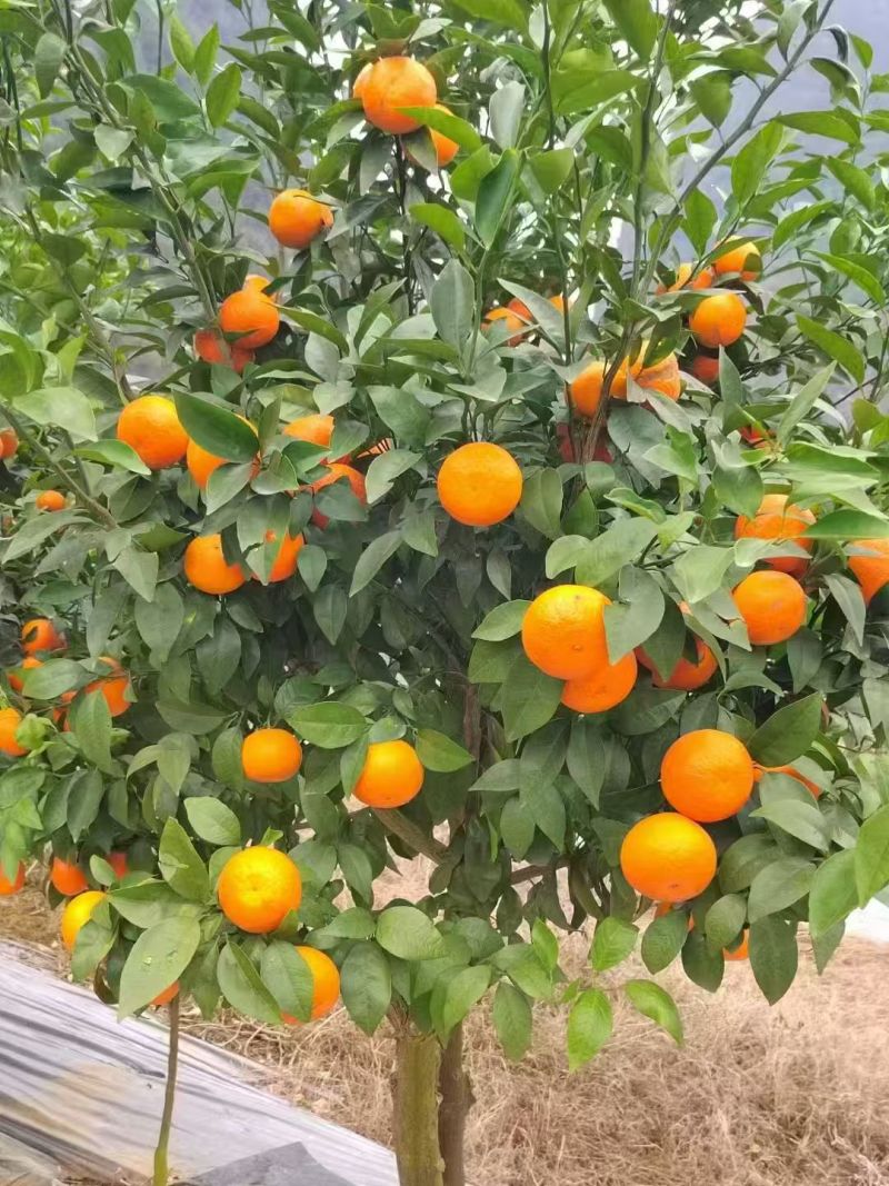 【推荐】广西沃柑大量上市产地直发量大从优欢迎下单