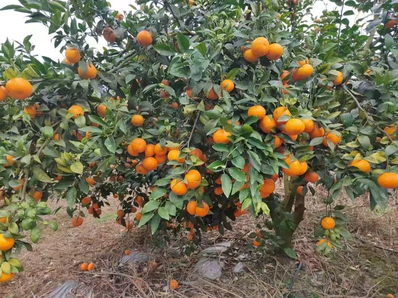 【推荐】广西沃柑大量上市产地直发量大从优欢迎下单
