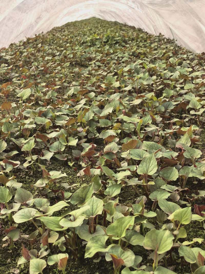 鱼腥草(折耳根)可根可叶可嫩芽