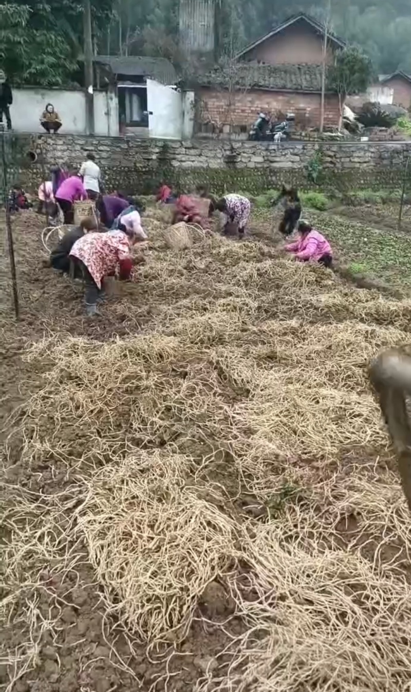 鱼腥草(折耳根)可根可叶可嫩芽