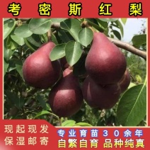 考密斯红梨树苗品种纯真纯甜无酸基地现起现发提供技术