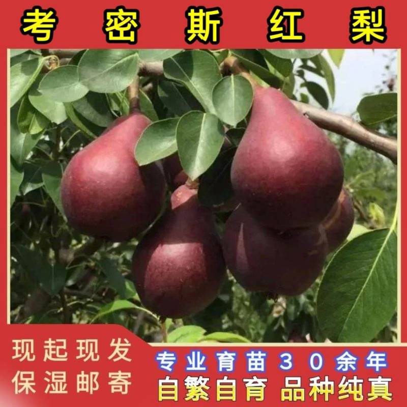 考密斯红梨树苗品种纯真纯甜无酸基地现起现发提供技术
