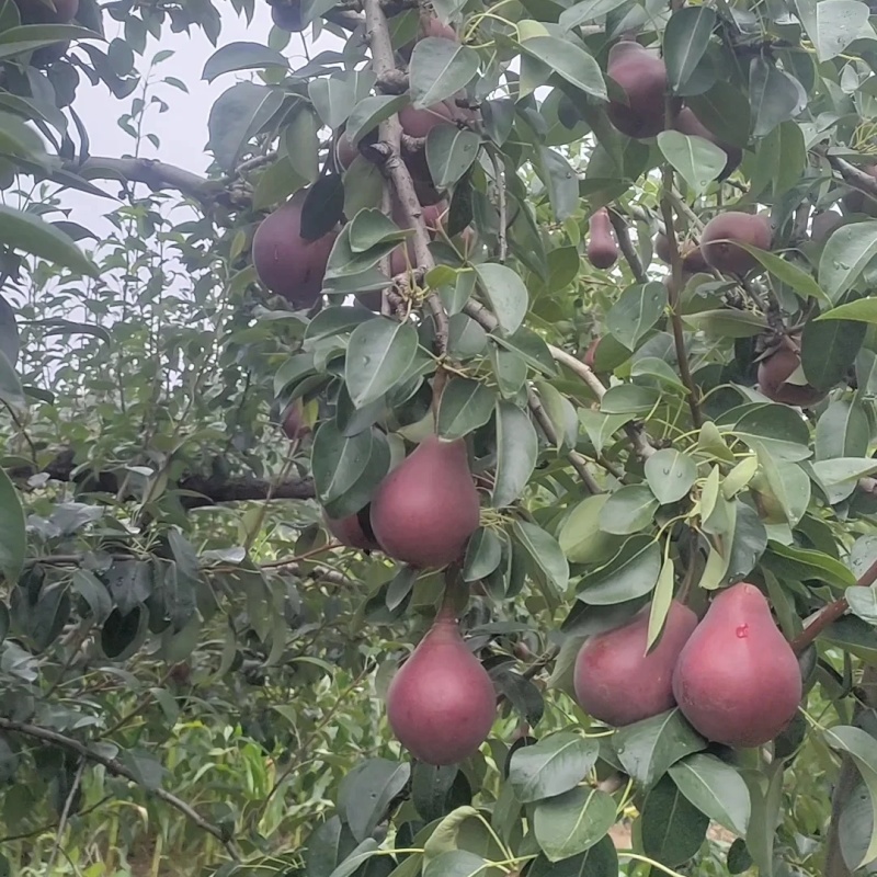 考密斯红梨树苗品种纯真纯甜无酸基地现起现发提供技术
