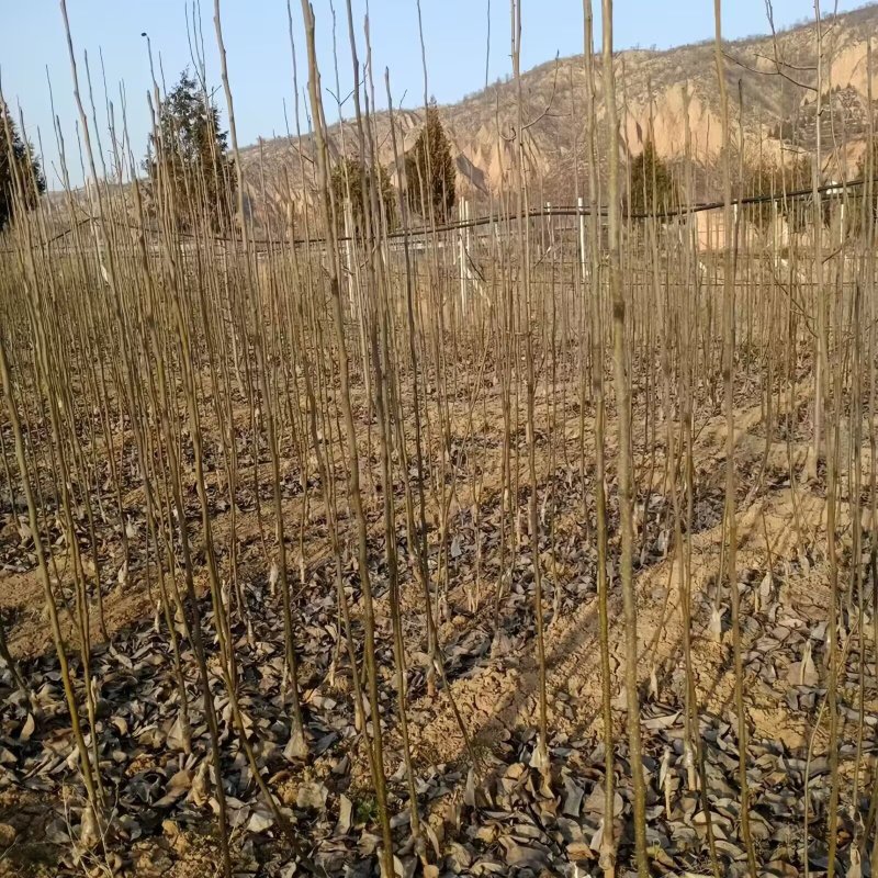 考密斯红梨树苗品种纯真纯甜无酸基地现起现发提供技术