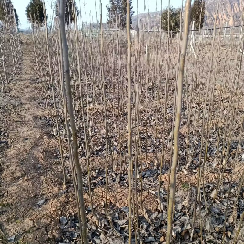 考密斯红梨树苗品种纯真纯甜无酸基地现起现发提供技术