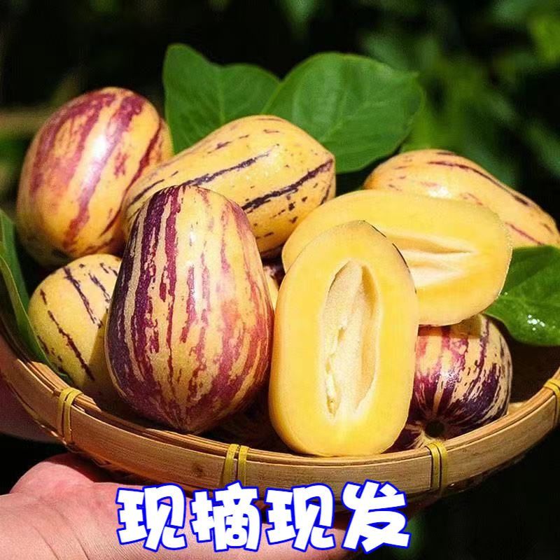 甘肃人参果，大量上市，全国发货欢迎进店沟通