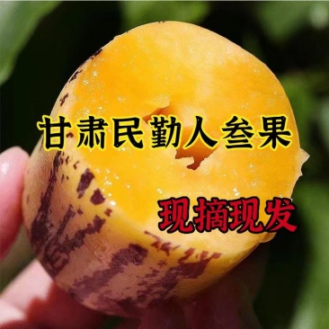 甘肃人参果，大量上市，全国发货欢迎进店沟通