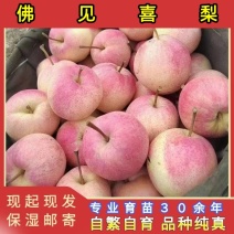 佛见喜梨树苗品种纯真纯甜无酸基地现起现发成活率高