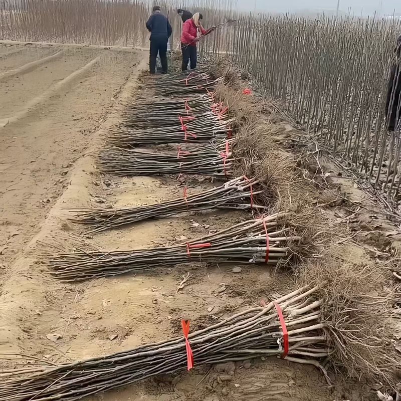 佛见喜梨树苗品种纯真纯甜无酸基地现起现发成活率高