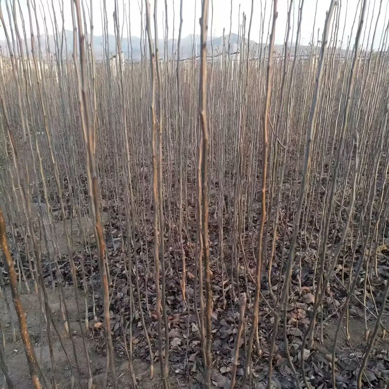 佛见喜梨树苗品种纯真纯甜无酸基地现起现发成活率高