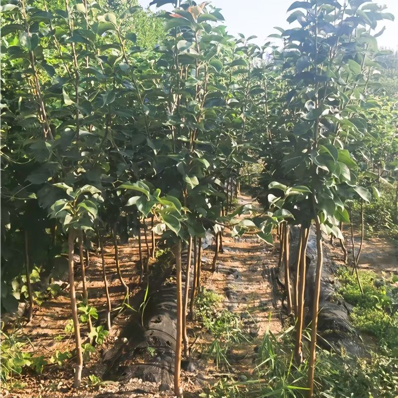 佛见喜梨树苗品种纯真纯甜无酸基地现起现发成活率高
