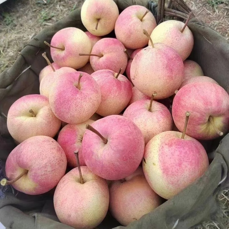 佛见喜梨树苗品种纯真纯甜无酸基地现起现发成活率高