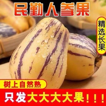 甘肃人参果，沙漠人参果，大量上市，全国发货，欢迎进店沟通
