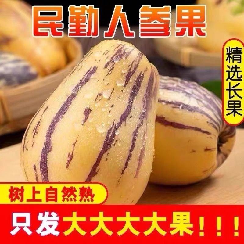 甘肃人参果，沙漠人参果，大量上市，全国发货，欢迎进店沟通