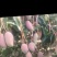 贵妃芒