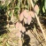 贵妃芒