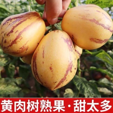 【推荐】民勤人参果大量现货供应欢迎来电咨询看货