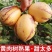 【推荐】民勤人参果大量现货供应欢迎来电咨询看货