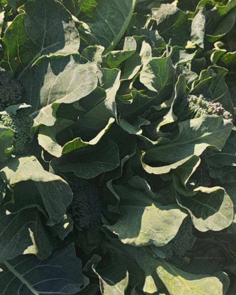 西兰苔毛货，大量有货