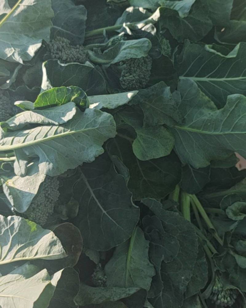 西兰苔毛货，大量有货
