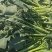 西兰苔毛货，大量有货