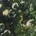 西兰苔毛货，大量有货