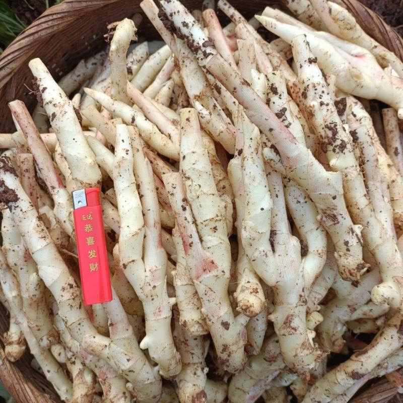 四川子姜新鲜上市价格美丽质量好鲜嫩可口欢迎询价热卖