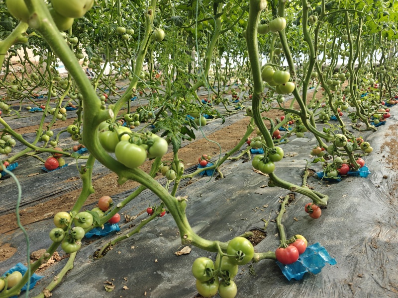 山东高糖西红柿，沙瓤甜口纯红果西红柿，口感细腻，香味浓郁
