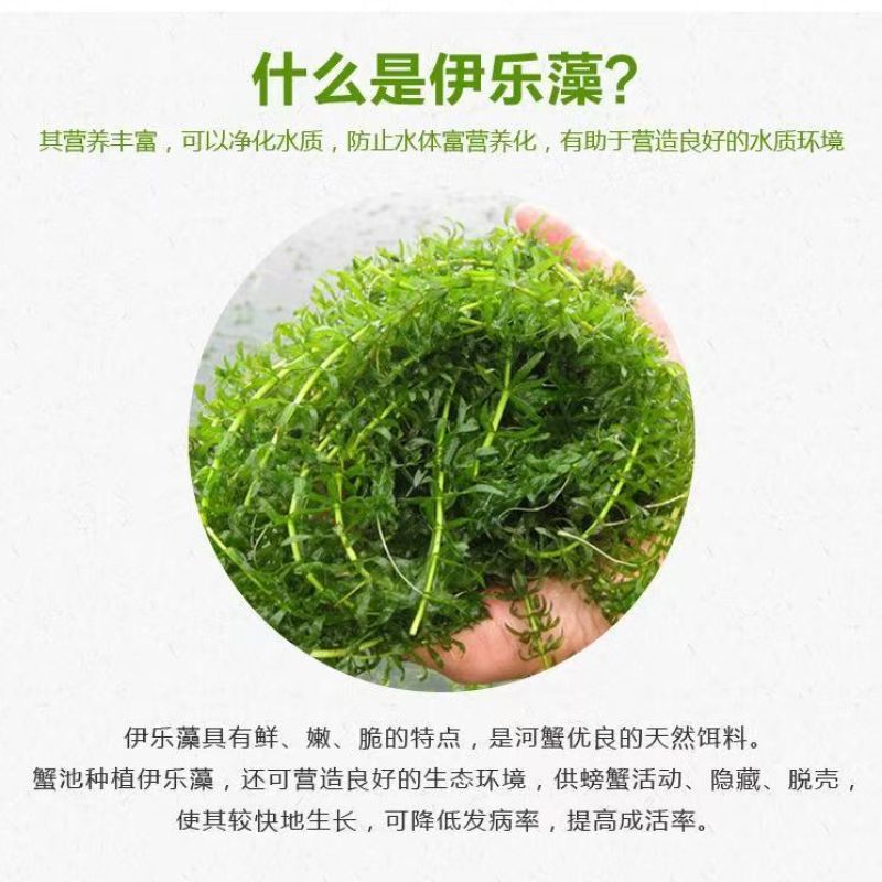伊乐藻大量出售，塘口一手货源，基地直发