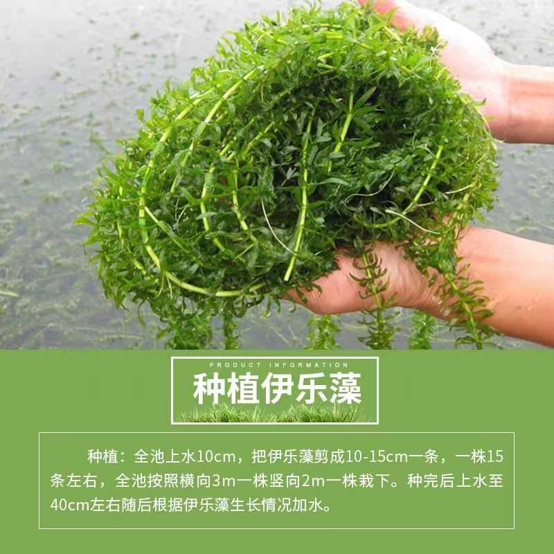 伊乐藻大量出售，塘口一手货源，基地直发