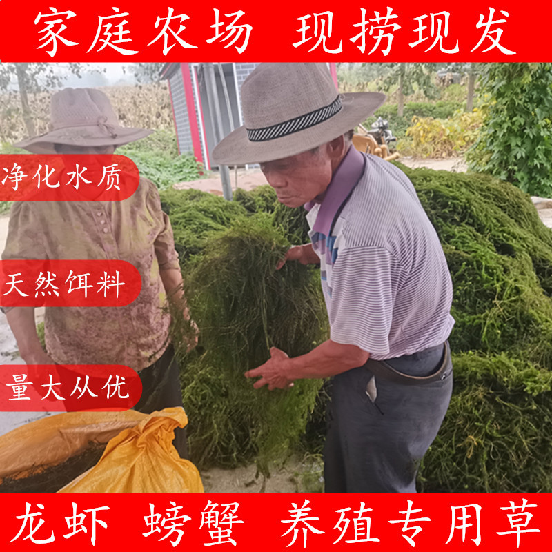 伊乐藻大量出售，塘口一手货源，基地直发