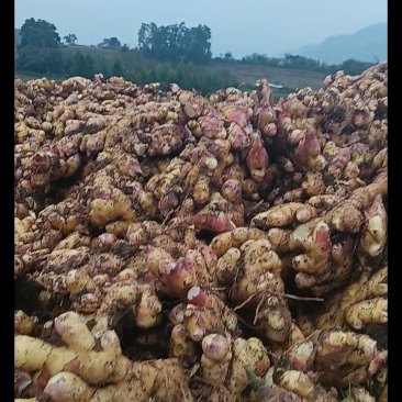 云南罗平鲜姜产地直销，新鲜现挖。